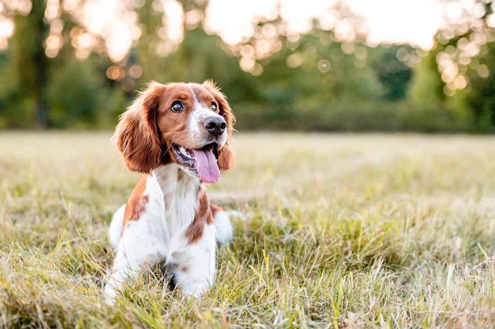 How Often Should You Bathe Your Dog?