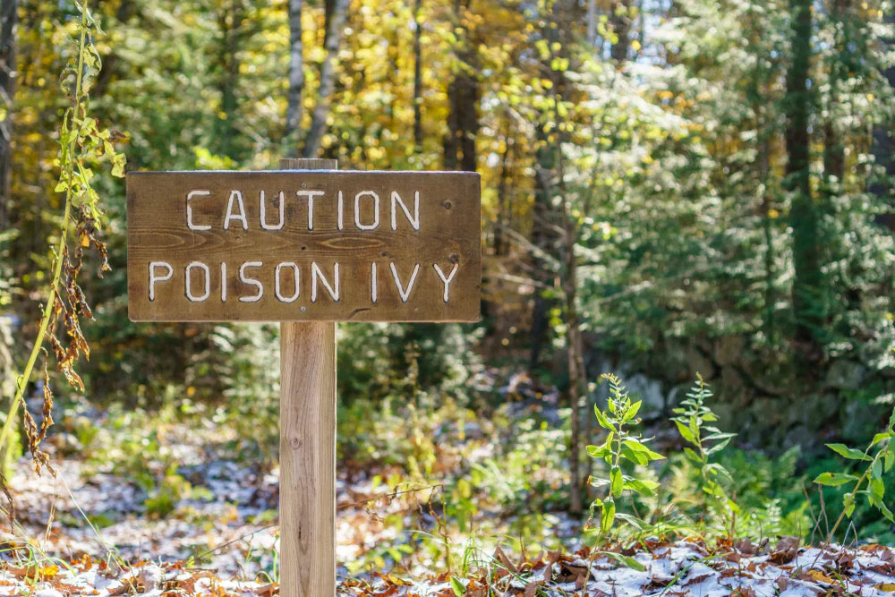 Stop the Scratching: 5 Ways to Treat Poison Ivy